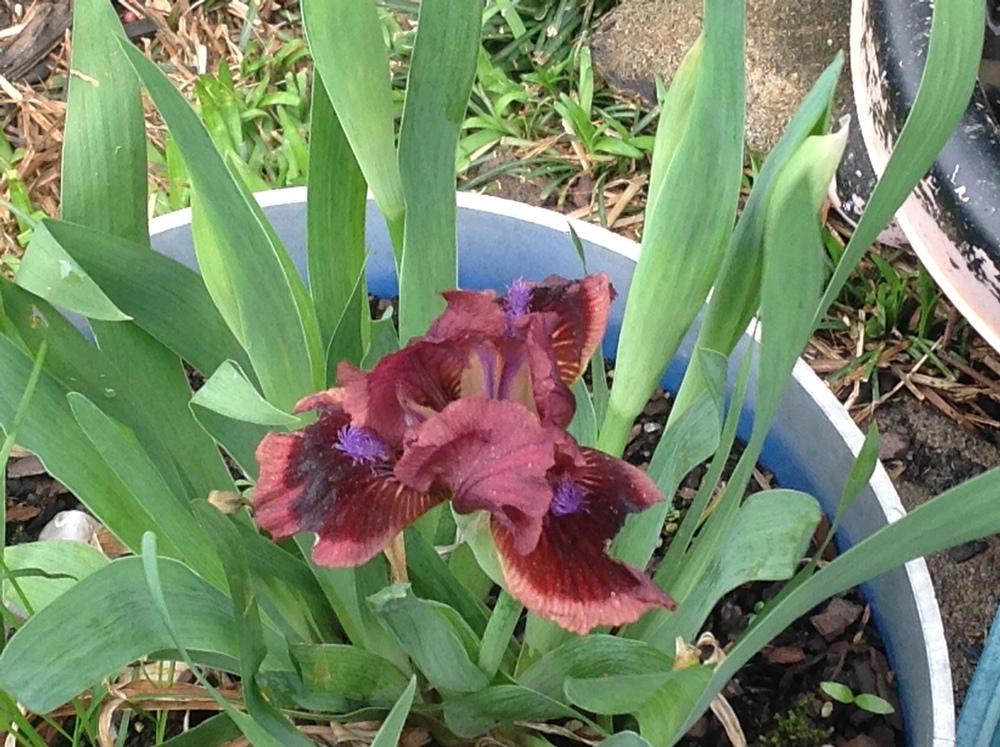 Photo of Standard Dwarf Bearded Iris (Iris 'Cat's Eye') uploaded by UndyingLight