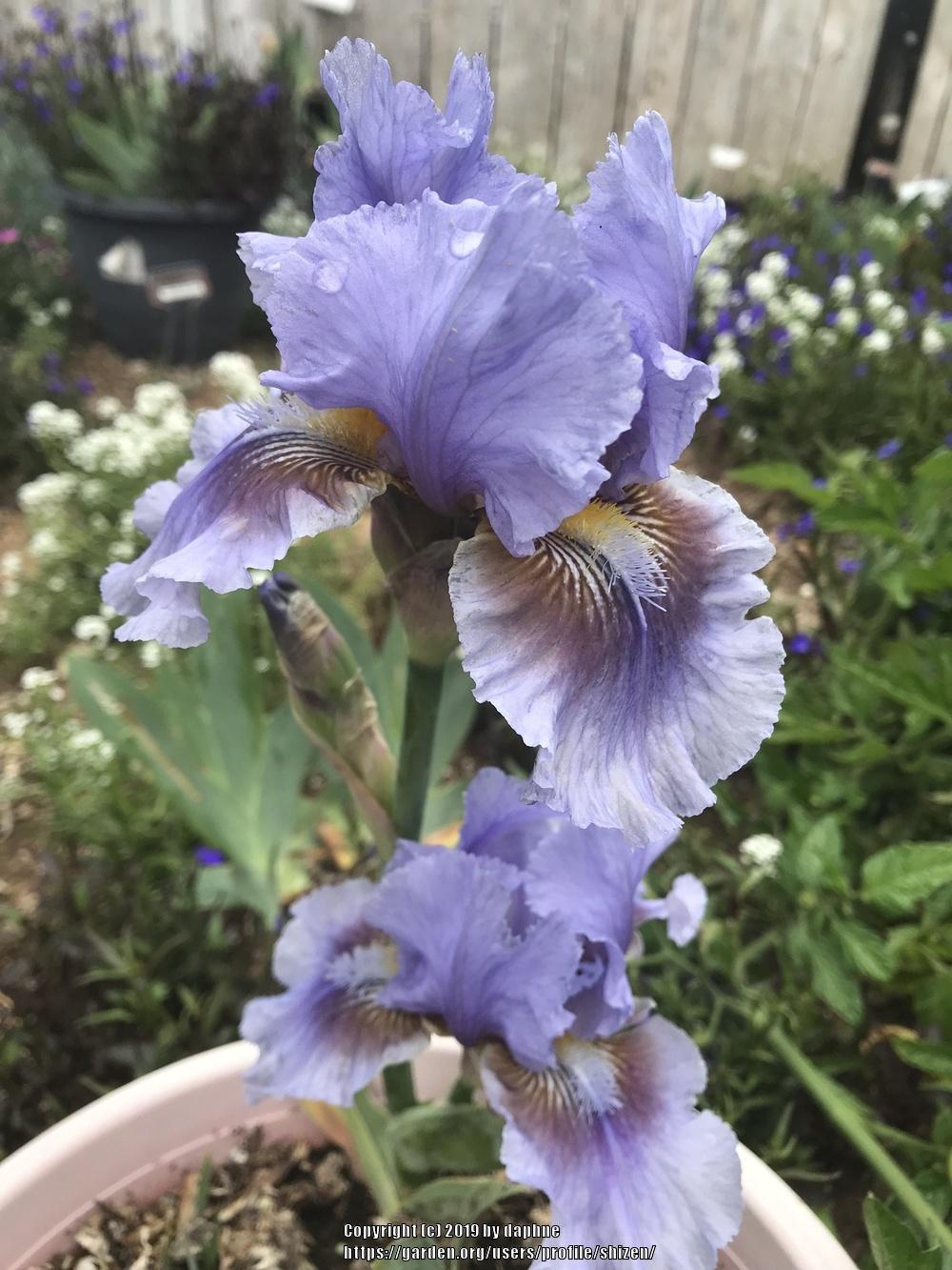 Photo of Intermediate Bearded Iris (Iris 'Megglethorp') uploaded by shizen