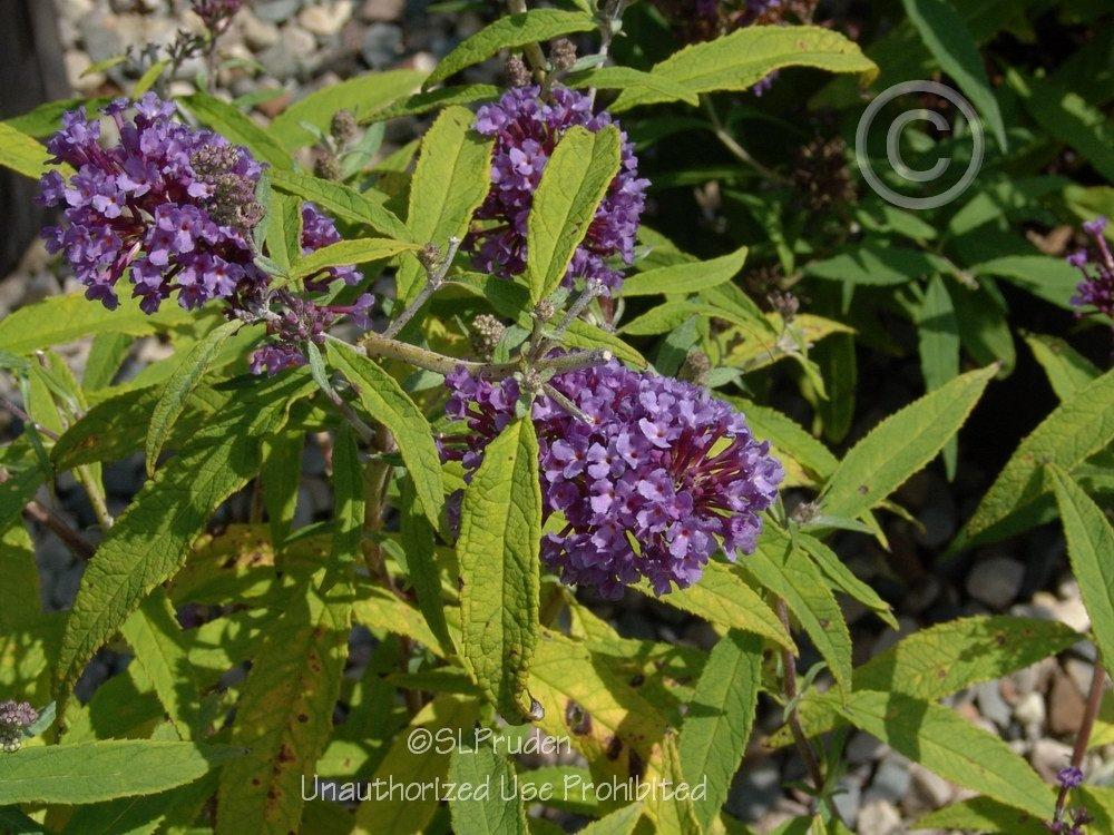 Photo of Butterfly Bush (Buddleja davidii English Butterfly™ Purple Emperor) uploaded by DaylilySLP