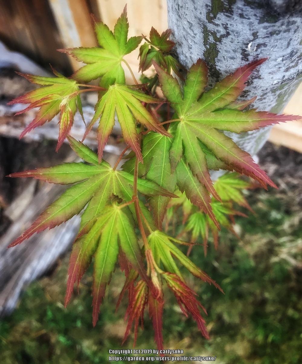 Photo of Japanese Maple (Acer palmatum) uploaded by carlysuko