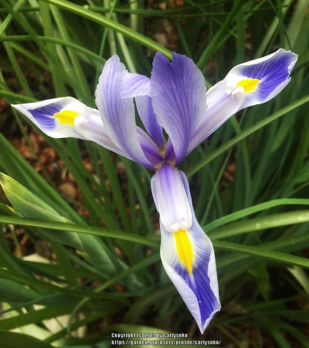 Photo of Dutch Iris (Iris x hollandica) uploaded by carlysuko