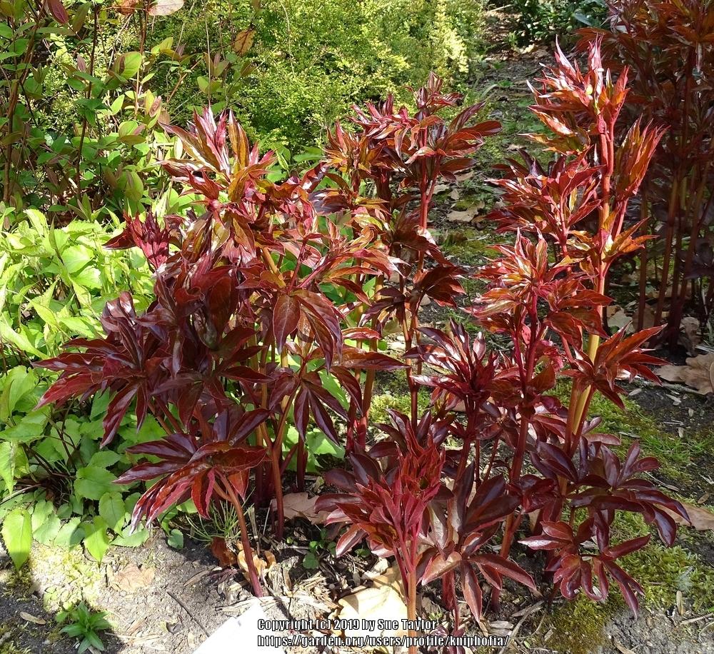 Photo of Peony (Paeonia lactiflora 'Shirley Temple') uploaded by kniphofia