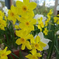 Location: RHS Harlow Carr, Yorkshire, UK
Date: 2019-04-13