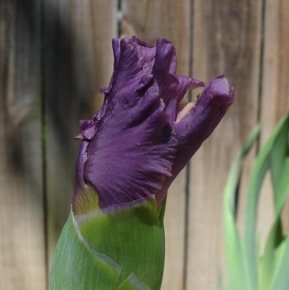 Photo of Tall Bearded Iris (Iris 'Chasing Rainbows') uploaded by lovemyhouse