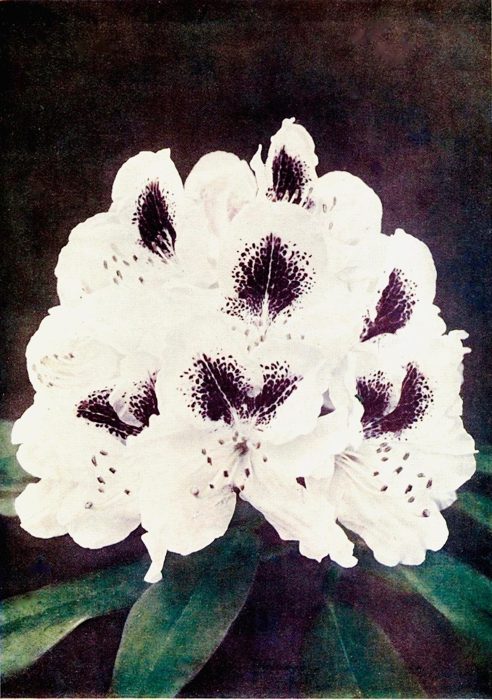 Photo of Rhododendron 'Sappho' uploaded by scvirginia