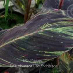 Location: Barson's Greenhouse, Westland, MI
Date: 2010-07-01
This plant is infected with a Canna Virus