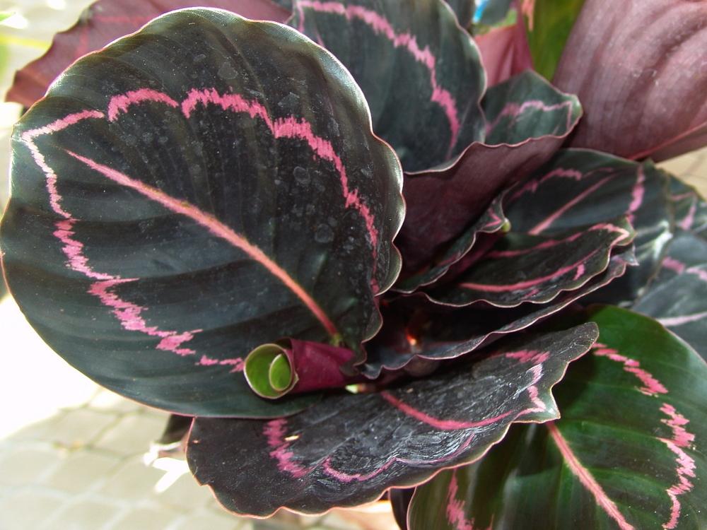 Photo of Rose Painted Calathea (Goeppertia roseopicta 'Dottie') uploaded by DaylilySLP