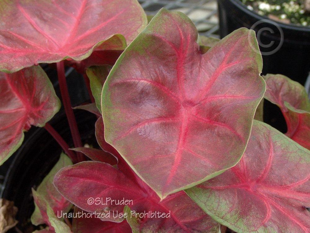 Photo of Fancy-leaf Caladium (Caladium 'Blaze') uploaded by DaylilySLP
