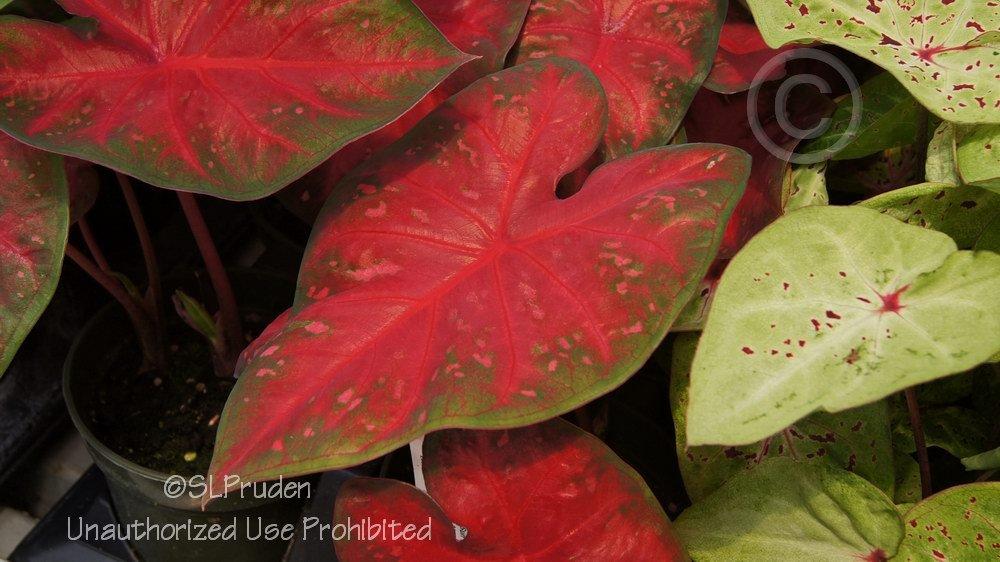 Photo of Fancy-leaf Caladium (Caladium 'Red Flash') uploaded by DaylilySLP