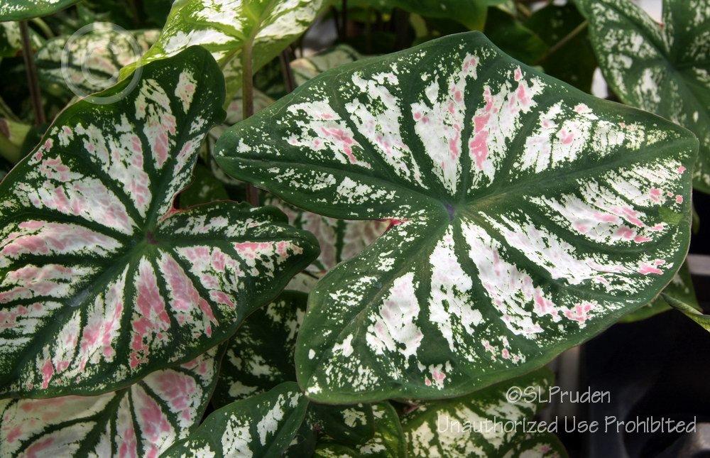 Photo of Fancy-leaf Caladium (Caladium 'White Christmas') uploaded by DaylilySLP
