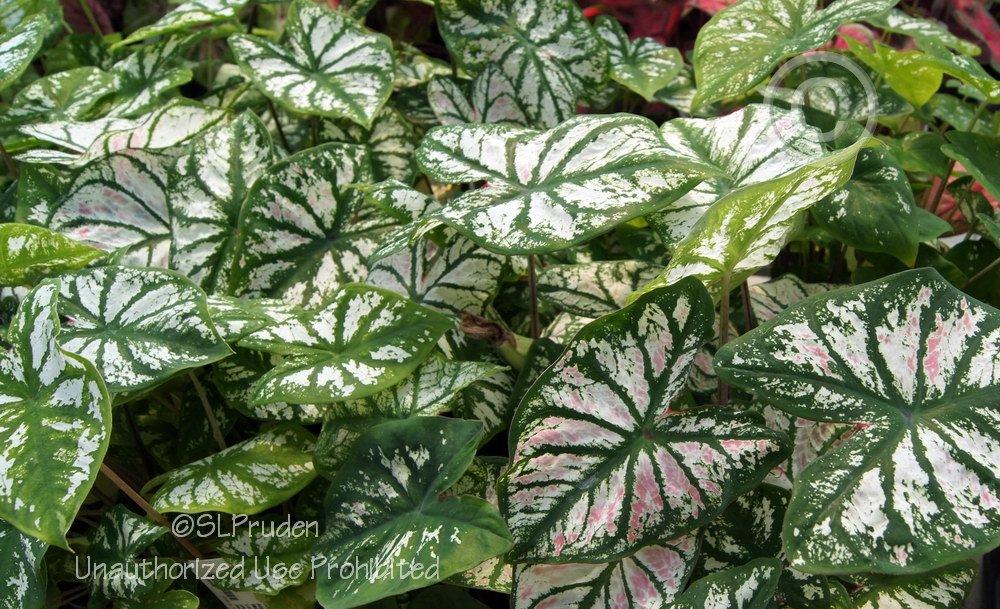 Photo of Fancy-leaf Caladium (Caladium 'White Christmas') uploaded by DaylilySLP