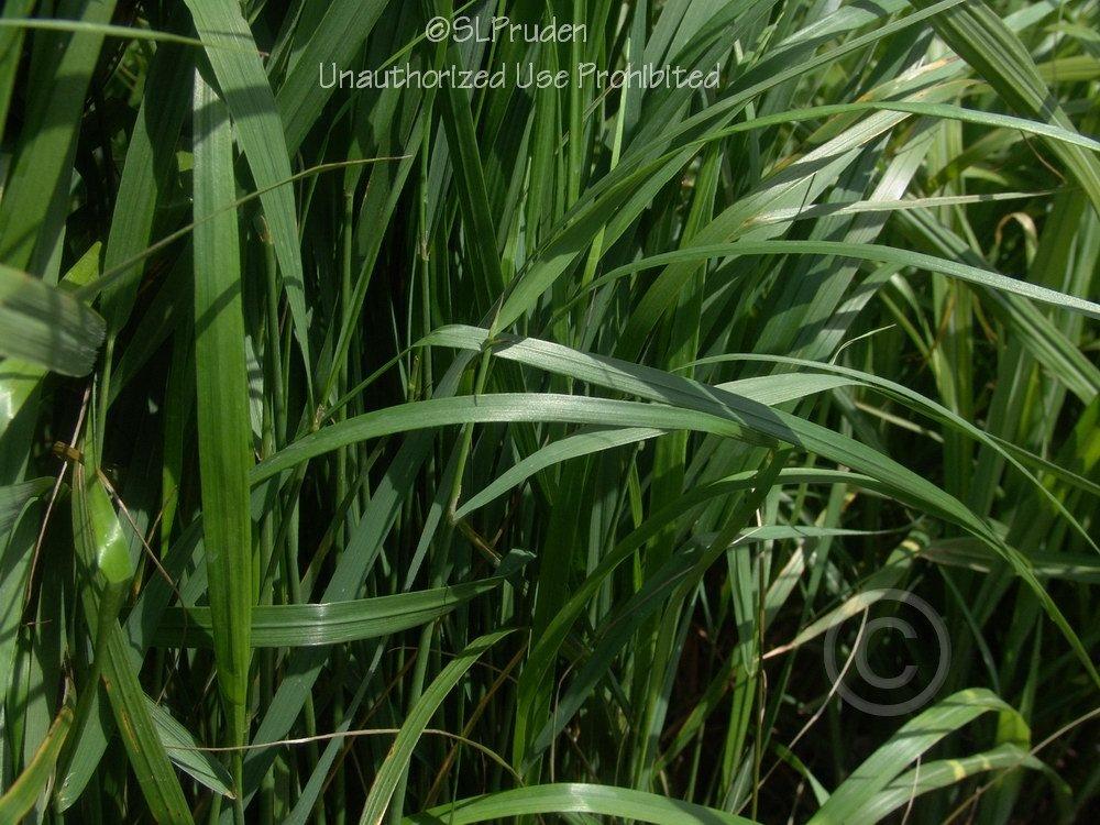 Photo of Feather Reed Grass (Calamagrostis x acutiflora 'Karl Foerster') uploaded by DaylilySLP