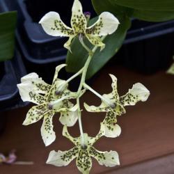 Location: Hausermann Orchid Greenhouse
Date: 2019-03-02
Tagged as Latouria Dendrobium