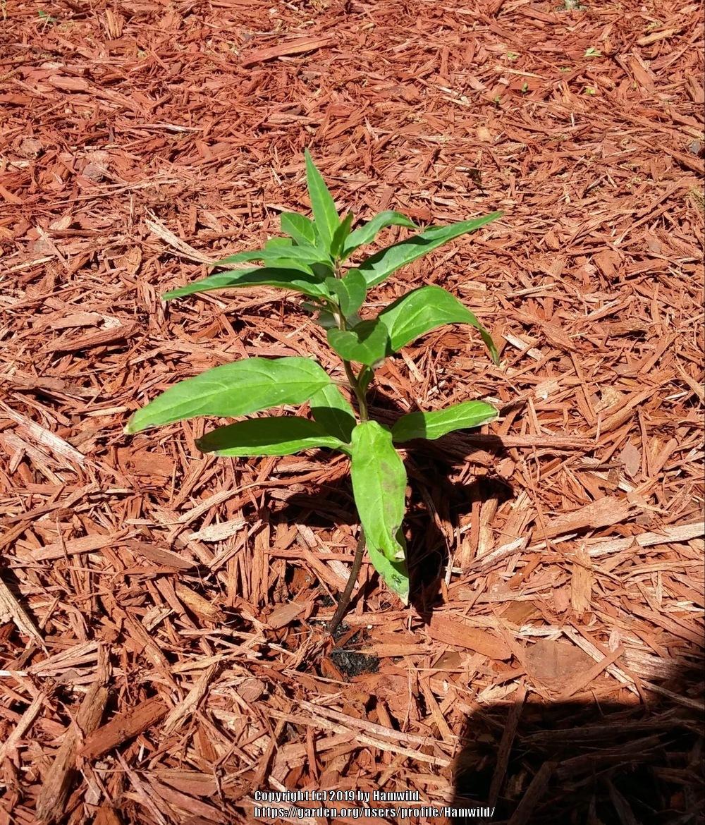 Photo of Swamp Milkweed (Asclepias incarnata) uploaded by Hamwild