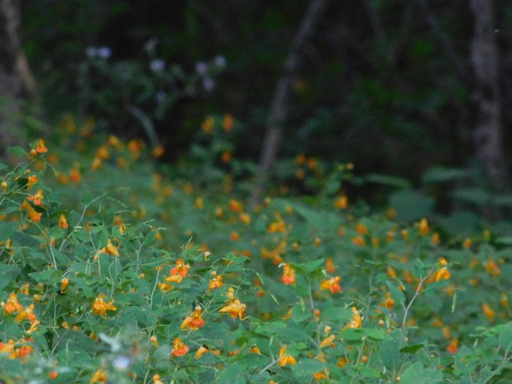 Photo of Orange Jewelweed (Impatiens capensis) uploaded by JHeirloomSeeds