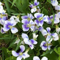 Location: Manalapan, NJ, Zone 7A
Date: 2019-04-15
Violets in all their splendor