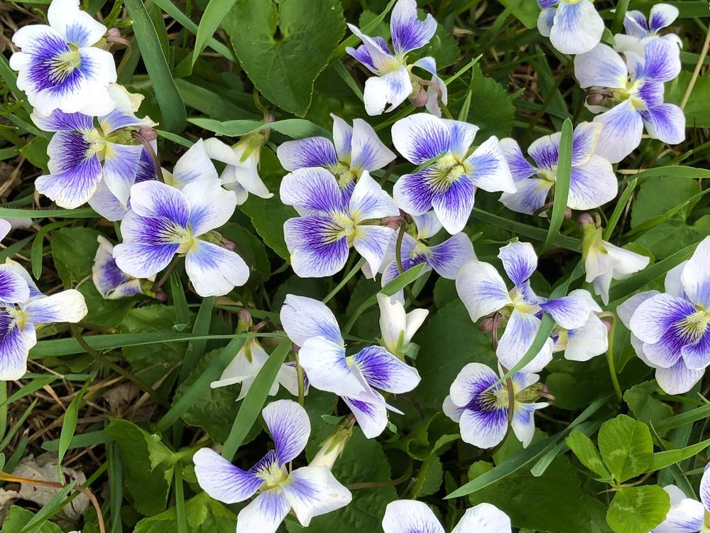 Photo of Common Blue Violet (Viola sororia) uploaded by Njiris