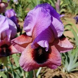Location: Sacramento, CA
Date: 2019-04-14
Taken at Superstition Iris Garden (Rick Tasco's home)