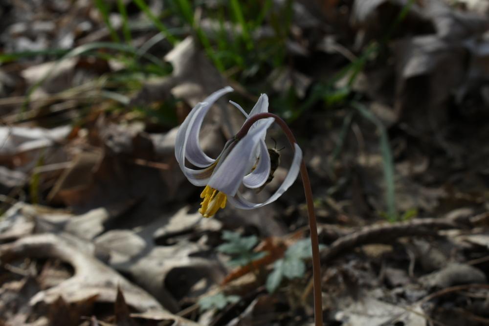 Photo of White Trout-Lily (Erythronium albidum) uploaded by oranges