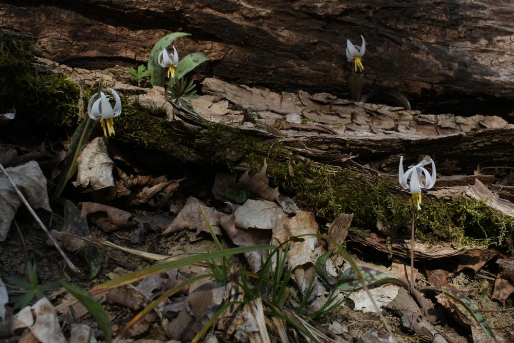 Photo of White Trout-Lily (Erythronium albidum) uploaded by oranges