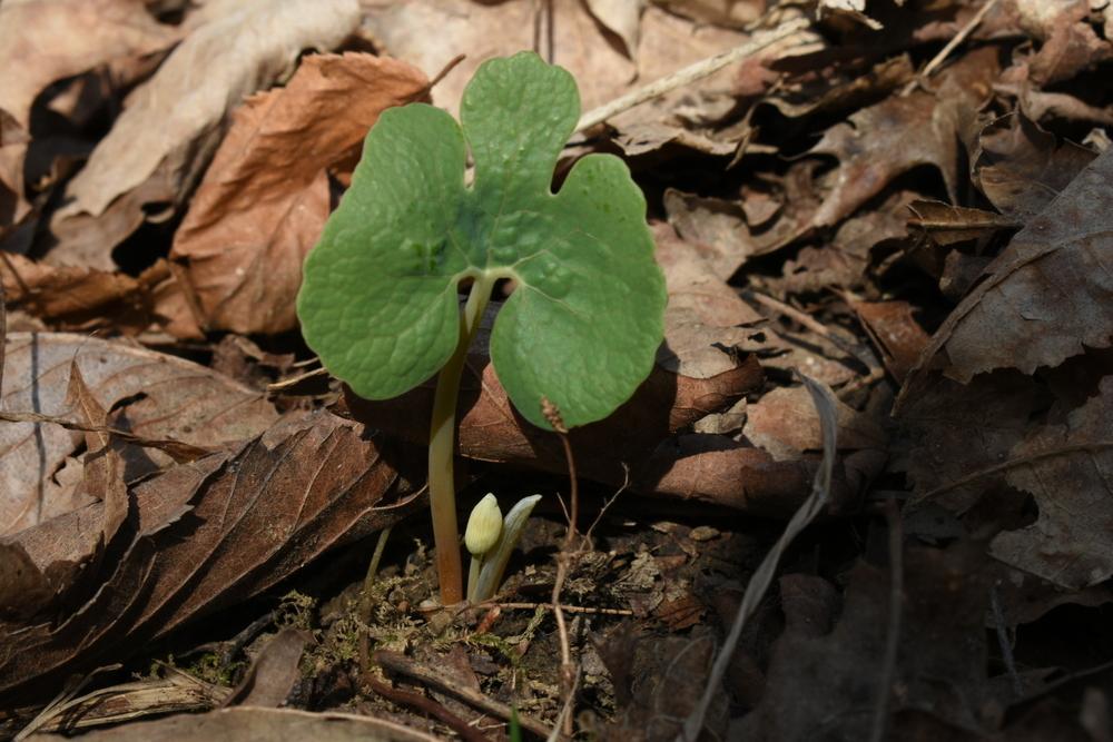 Photo of Bloodroot (Sanguinaria canadensis) uploaded by oranges