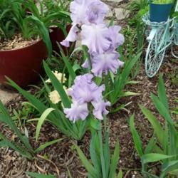 Location: My Caffeinated Garden, Grapevine, TX
Date: 2019-04-17
An older iris that still has that wow factor!