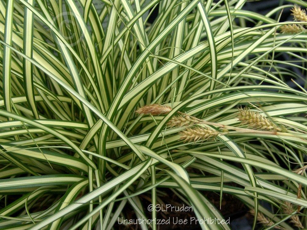 Photo of Sedge (Carex oshimensis 'Evergold') uploaded by DaylilySLP