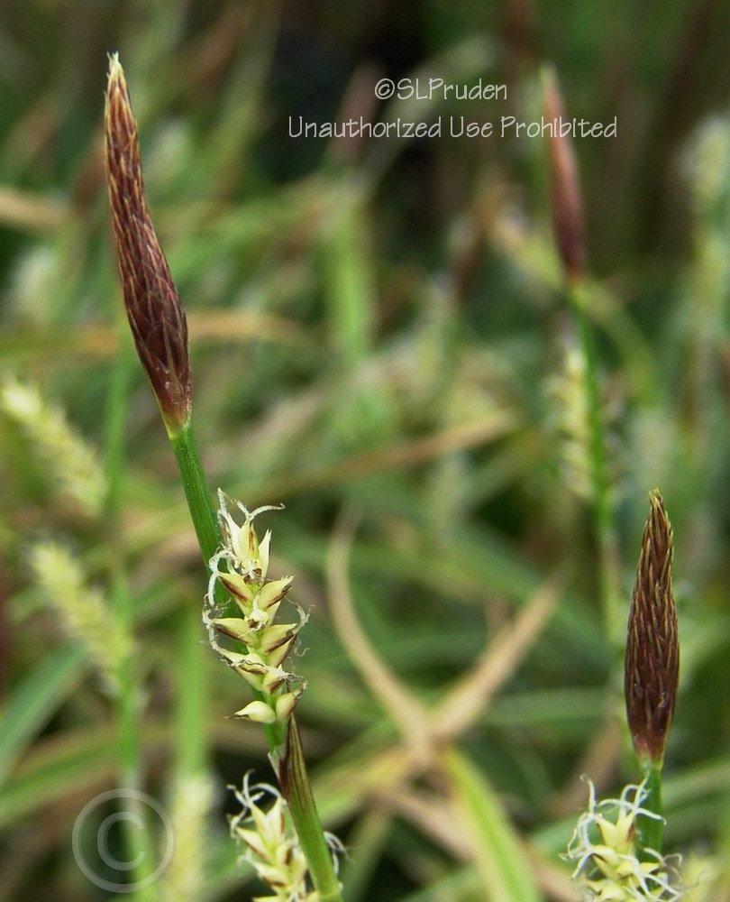 Photo of Japanese Grass Sedge (Carex morrowii 'Ice Dance') uploaded by DaylilySLP