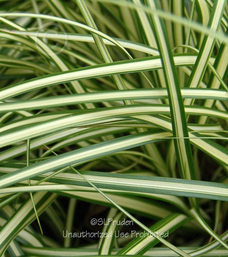Photo of Sedge (Carex oshimensis 'Evergold') uploaded by DaylilySLP