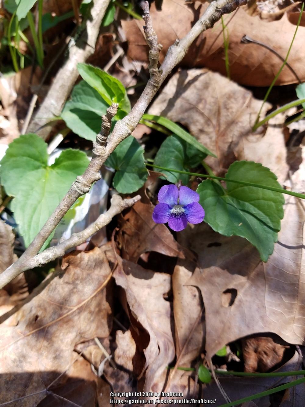 Photo of Blue Marsh Violet (Viola cucullata) uploaded by DraDiana