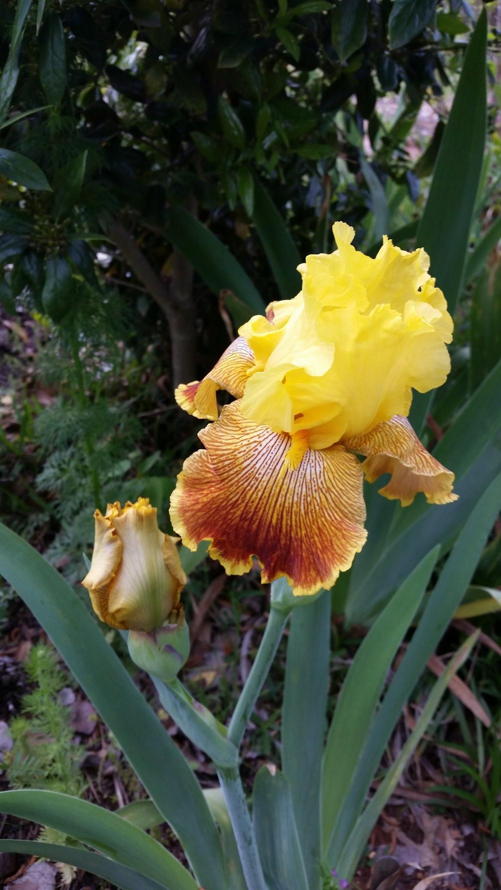 Photo of Tall Bearded Iris (Iris 'Bengal Tiger') uploaded by FAIRYROSE