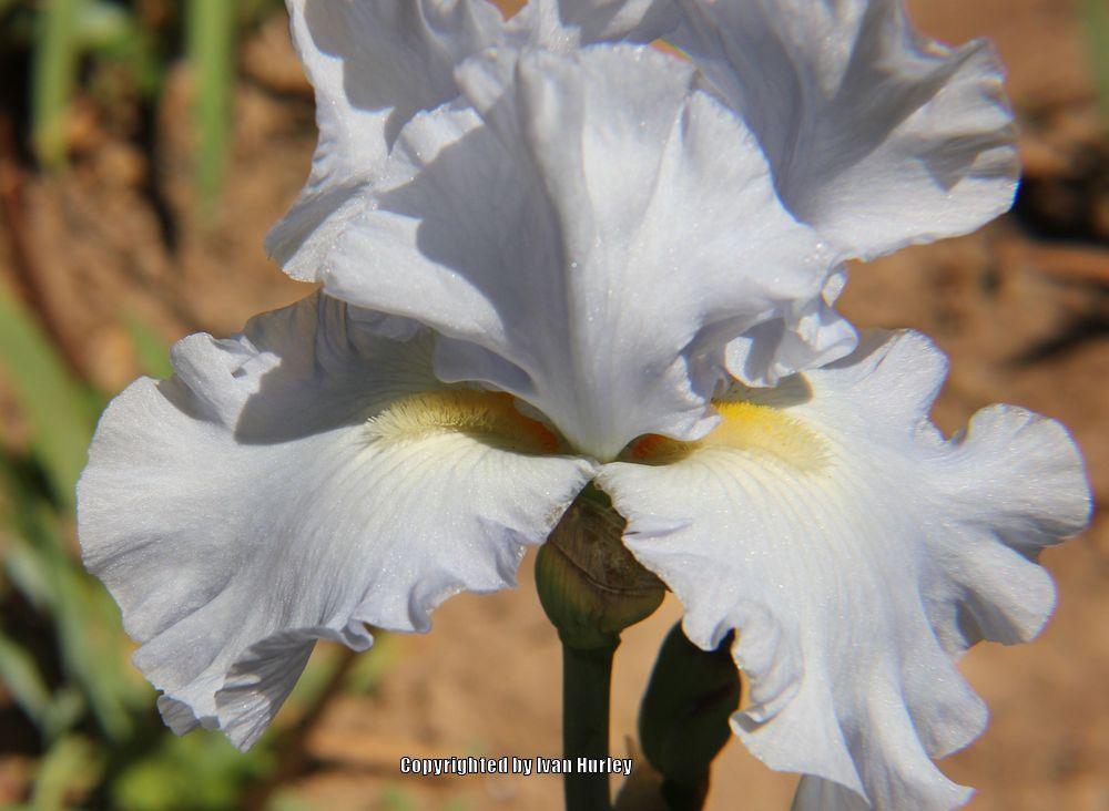 Photo of Tall Bearded Iris (Iris 'Navajo Jewel') uploaded by Ivan_N_Tx