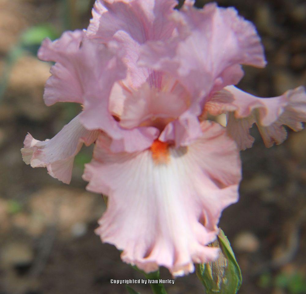Photo of Tall Bearded Iris (Iris 'Designer Label') uploaded by Ivan_N_Tx