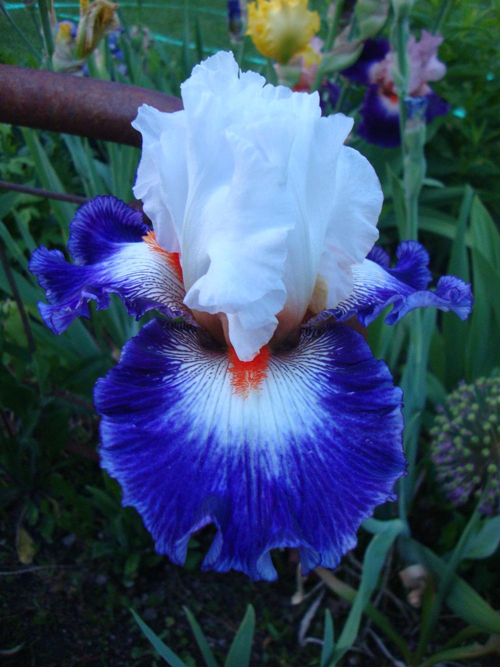 Photo of Tall Bearded Iris (Iris 'Gypsy Lord') uploaded by Paul2032