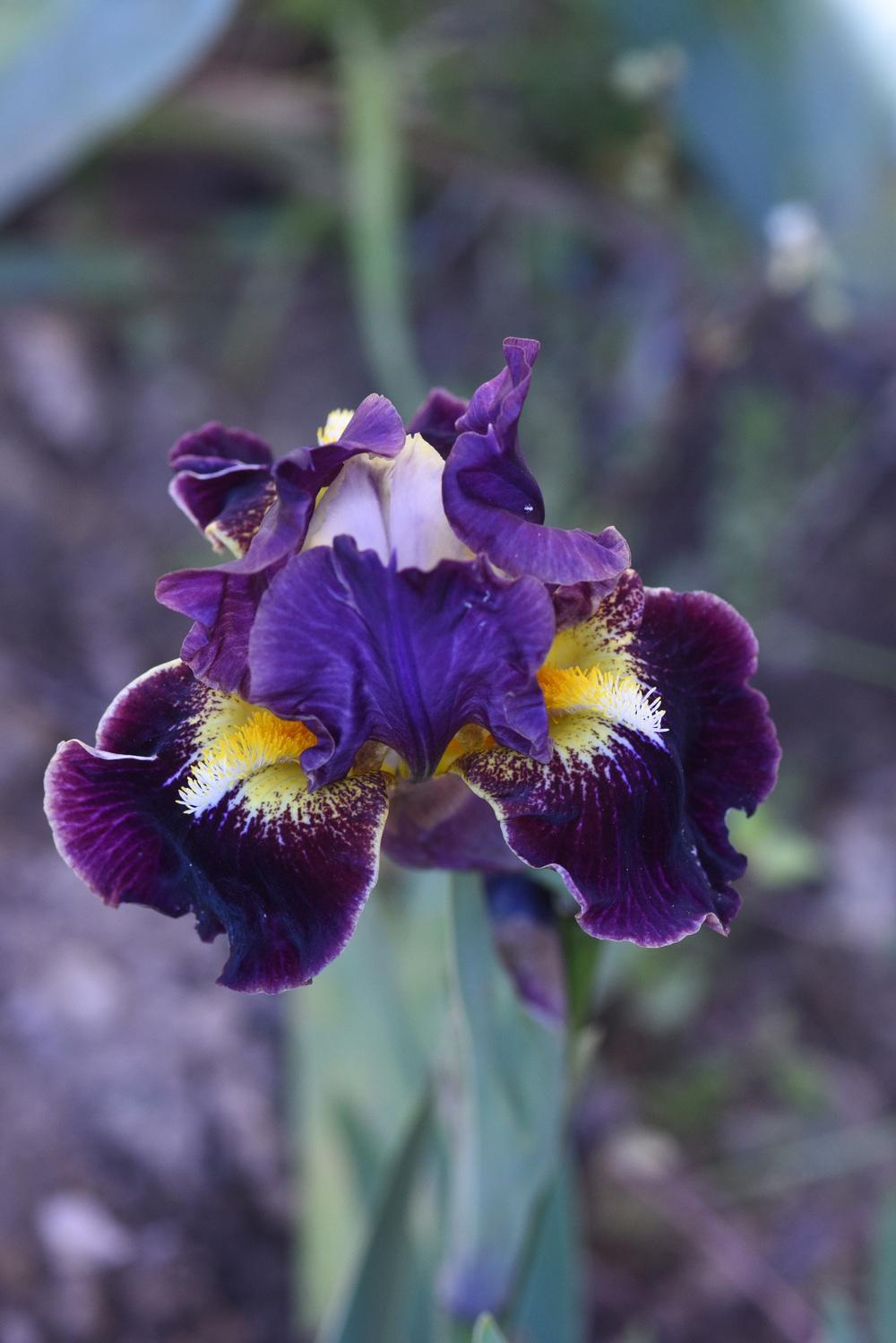 Photo of Intermediate Bearded Iris (Iris 'Oblivion') uploaded by cliftoncat