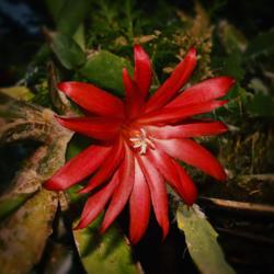 Location: Botanical Gardens of the State of Georgia...Athens, Ga
Date: 2019-04-17
Easter Cactus 002