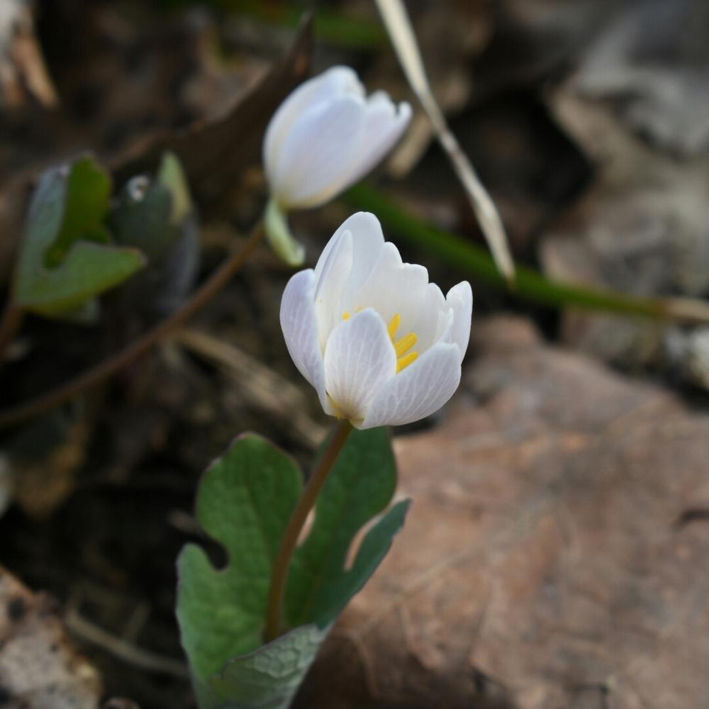 Photo of Bloodroot (Sanguinaria canadensis) uploaded by oranges