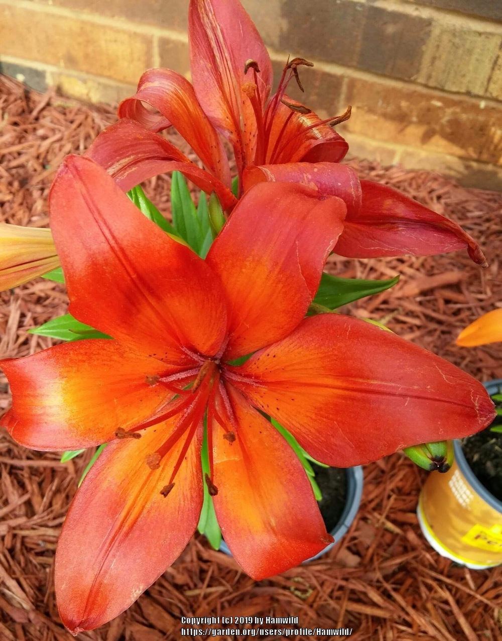 Photo of Lilies (Lilium) uploaded by Hamwild