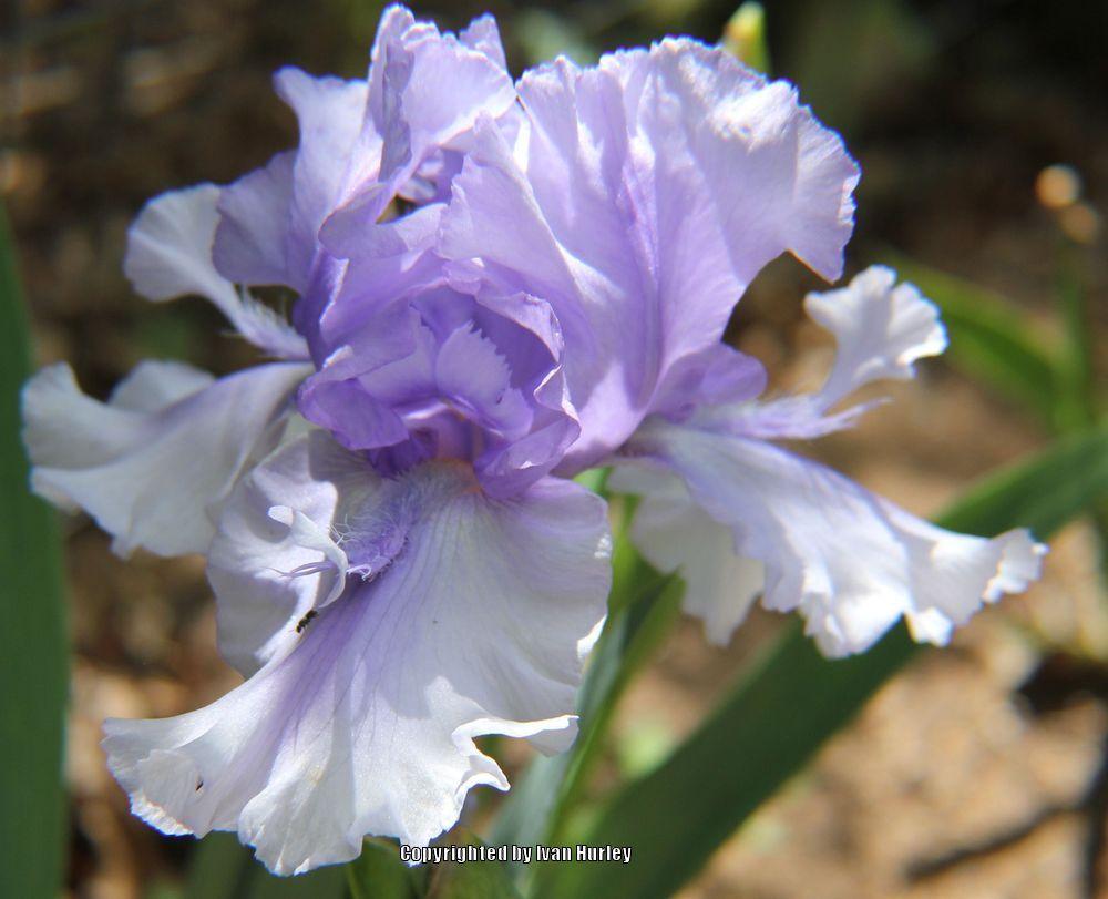 Photo of Tall Bearded Iris (Iris 'Bye Bye Blues') uploaded by Ivan_N_Tx