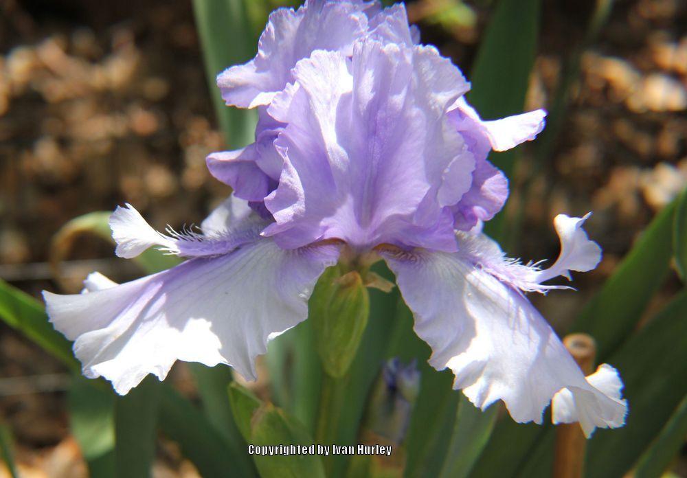 Photo of Tall Bearded Iris (Iris 'Bye Bye Blues') uploaded by Ivan_N_Tx