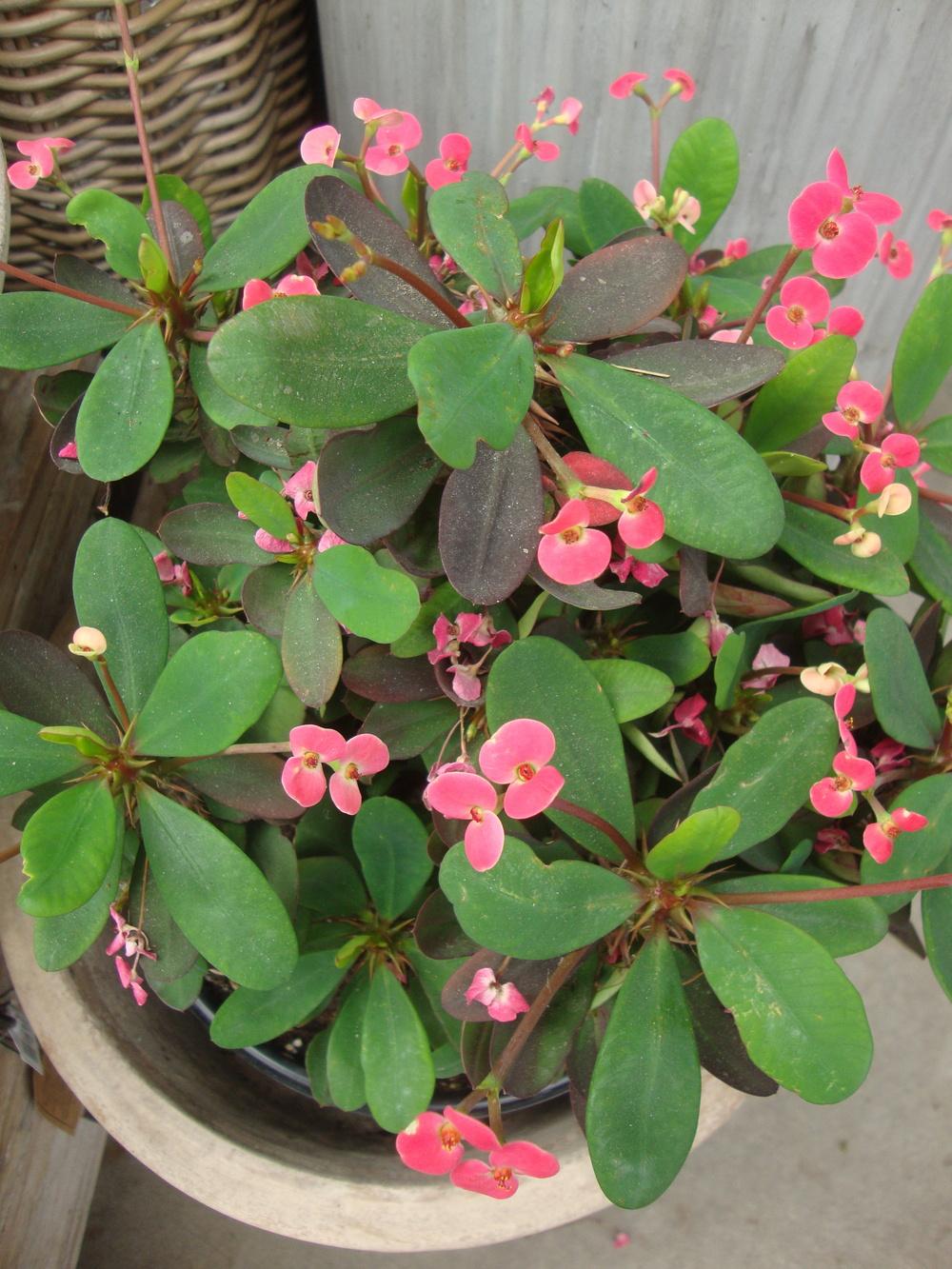 Photo of Crown of Thorns (Euphorbia milii) uploaded by Paul2032