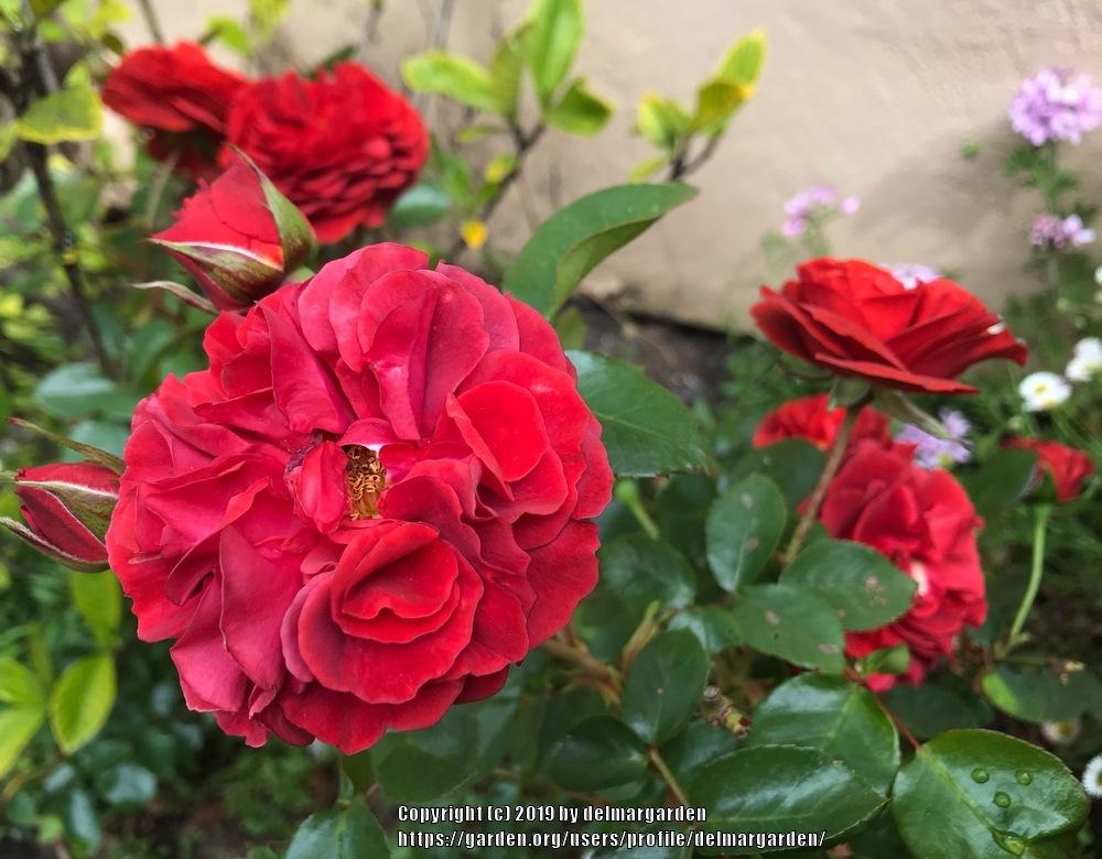 Photo of Rose (Rosa 'Brown Velvet') uploaded by delmargarden