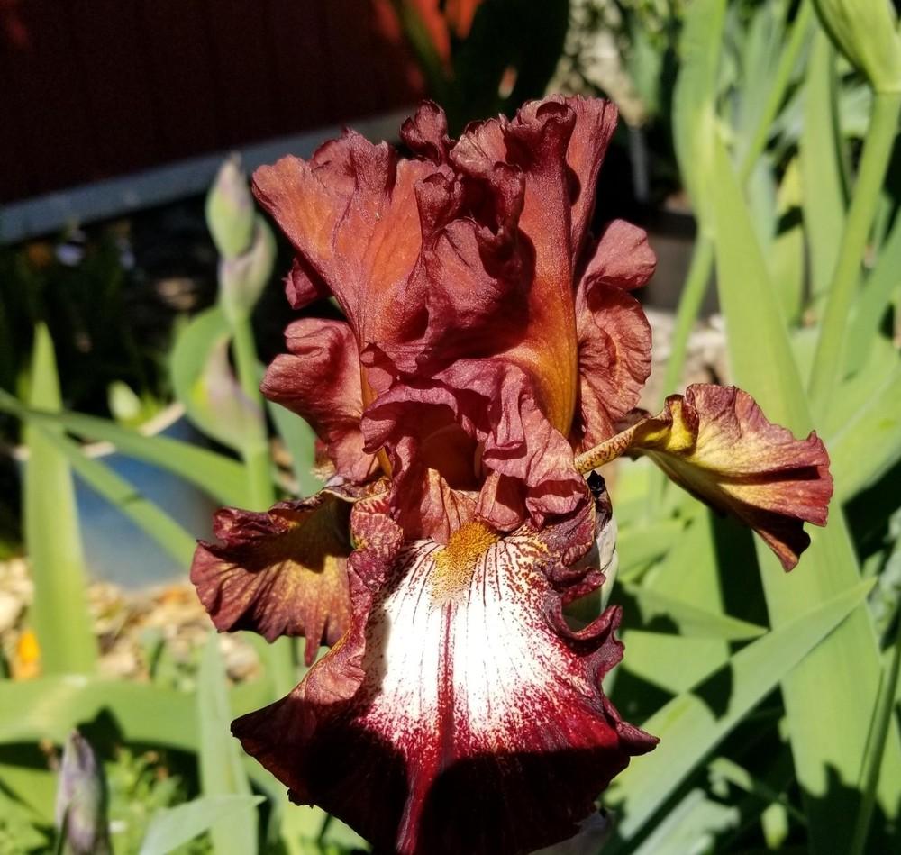 Photo of Tall Bearded Iris (Iris 'Spice Lord') uploaded by jigs1968