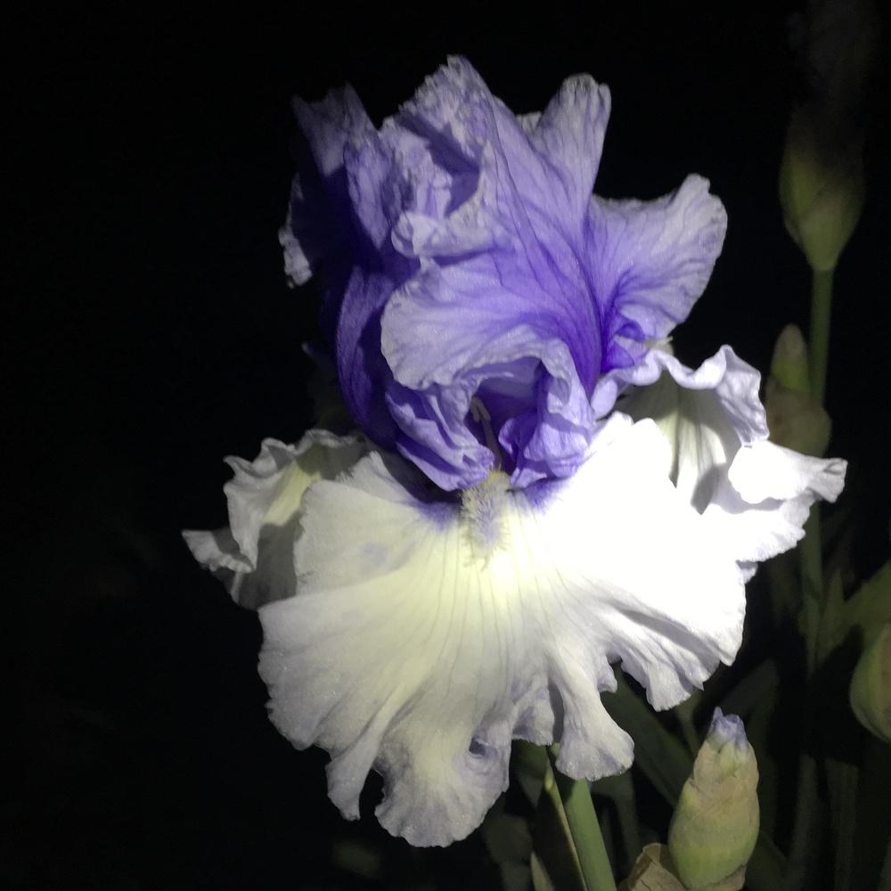 Photo of Tall Bearded Iris (Iris 'Wintry Sky') uploaded by lilpod13