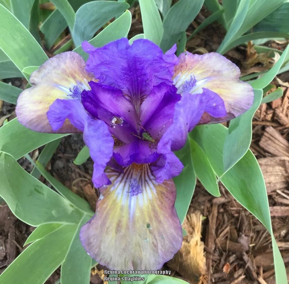 Photo of Standard Dwarf Bearded Iris (Iris 'What Again') uploaded by scflowers