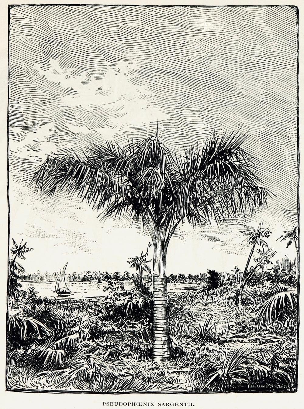 Photo of Buccaneer Palm (Pseudophoenix sargentii) uploaded by scvirginia