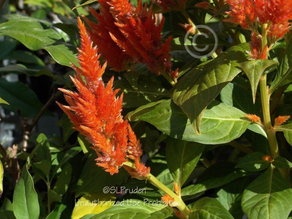 Photo of Plumed Celosia (Celosia argentea 'Fresh Look Orange') uploaded by DaylilySLP