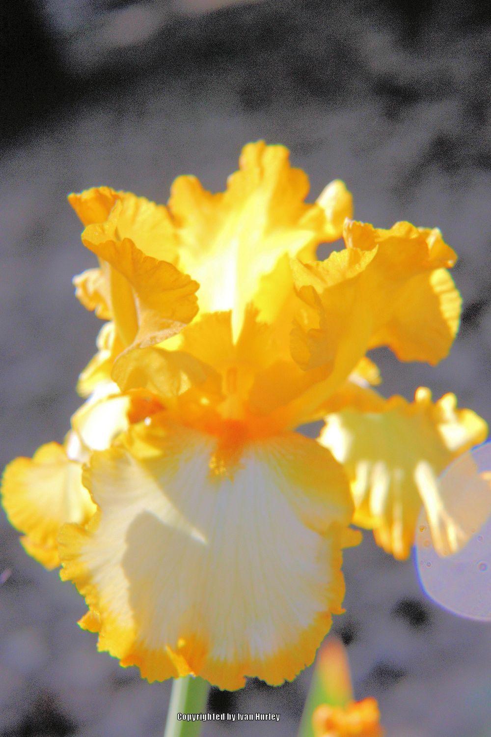 Photo of Tall Bearded Iris (Iris 'First Interstate') uploaded by Ivan_N_Tx