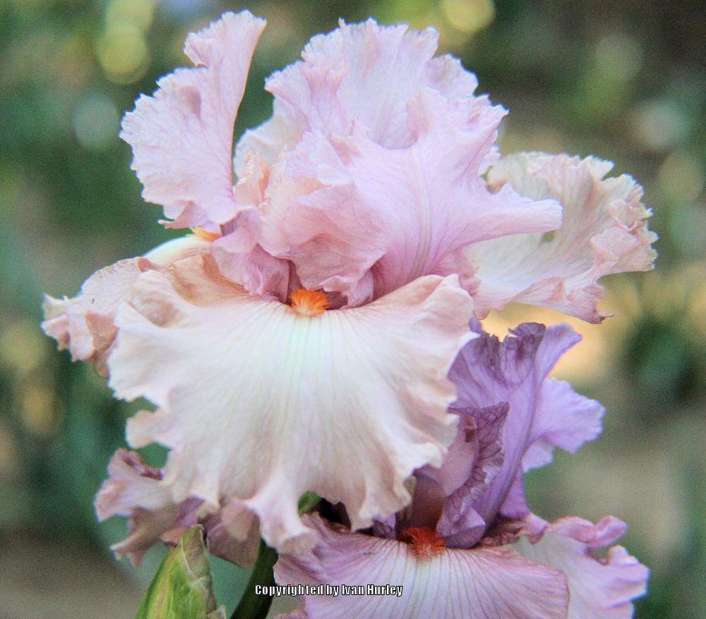 Photo of Tall Bearded Iris (Iris 'Designer Label') uploaded by Ivan_N_Tx