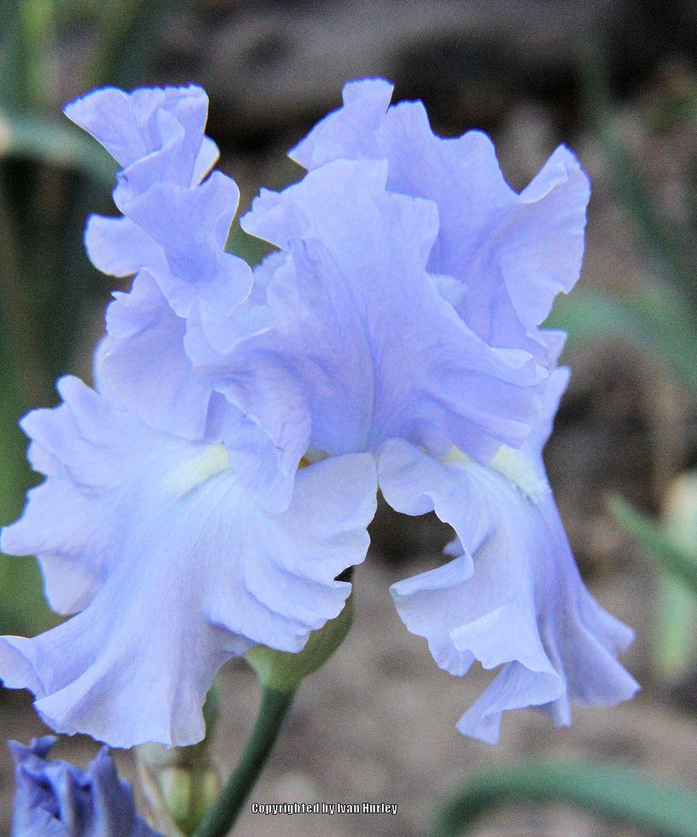 Photo of Tall Bearded Iris (Iris 'Into the Blue') uploaded by Ivan_N_Tx